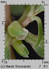 Portulaca oleracea (portulaka pospolita)