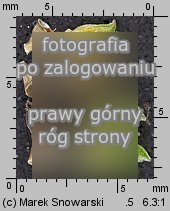 Portulaca oleracea (portulaka pospolita)