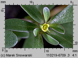 Portulaca oleracea (portulaka pospolita)