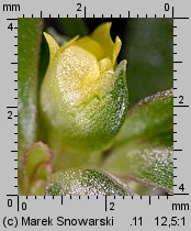 Portulaca oleracea (portulaka pospolita)