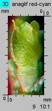 Portulaca oleracea (portulaka pospolita)