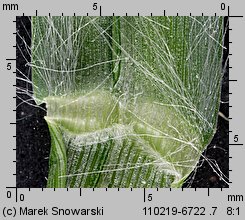 Setaria pumila siewka (rozwój włośnicy sinej)