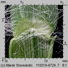 Setaria pumila siewka (rozwój włośnicy sinej)