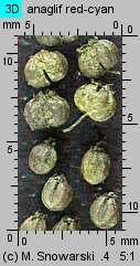 Cicuta virosa (szalej jadowity)
