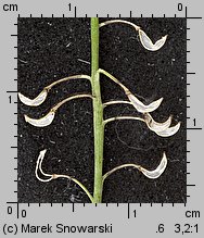 Teesdalea nudicaulis (chroszcz nagołodygowy)