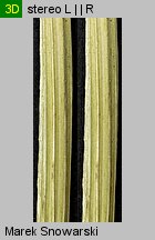 Selinum carvifolia (olszewnik kminkolistny)