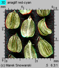 Selinum carvifolia (olszewnik kminkolistny)