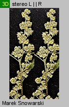 Chenopodium album s.str. (komosa biała s.str.)