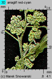 Chenopodium album s.str. (komosa biała s.str.)