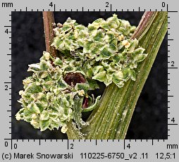 Chenopodium polyspermum (komosa wielonasienna)