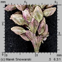 Polygonum persicaria (rdest plamisty)