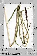 Carex riparia (turzyca brzegowa)