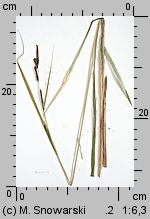 Carex acutiformis (turzyca błotna)