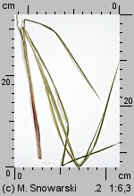 Carex acutiformis (turzyca błotna)