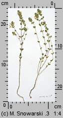 Euphrasia rostkoviana (świetlik łąkowy)