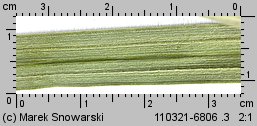 Carex riparia (turzyca brzegowa)