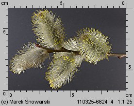 Salix caprea (wierzba iwa)