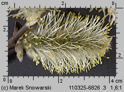 Salix caprea (wierzba iwa)