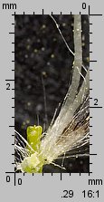 Salix caprea (wierzba iwa)