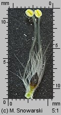 Salix caprea (wierzba iwa)