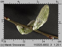 Salix caprea (wierzba iwa)