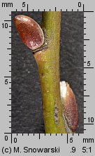 Salix caprea (wierzba iwa)