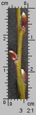 Salix caprea (wierzba iwa)