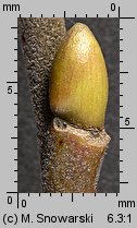 Salix caprea (wierzba iwa)