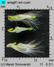 Salix caprea (wierzba iwa)