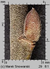 Salix cinerea (wierzba szara)