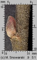 Salix cinerea (wierzba szara)