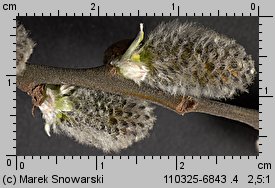 Salix cinerea (wierzba szara)