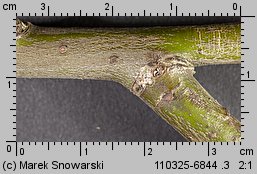 Salix cinerea (wierzba szara)