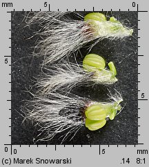 Salix cinerea (wierzba szara)