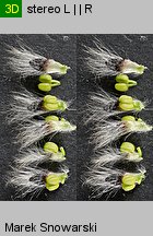 Salix cinerea (wierzba szara)