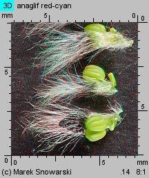 Salix cinerea (wierzba szara)