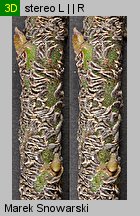 Salix cinerea (wierzba szara)