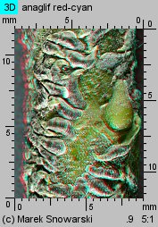 Salix cinerea (wierzba szara)