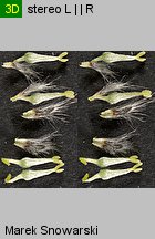 Salix cinerea (wierzba szara)