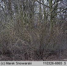 Salix viminalis (wierzba wiciowa)