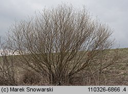 Salix triandra (wierzba trójpręcikowa)