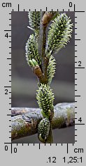 Salix viminalis (wierzba wiciowa)