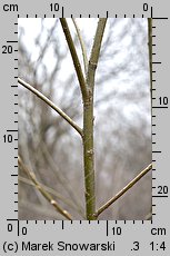 Salix viminalis (wierzba wiciowa)