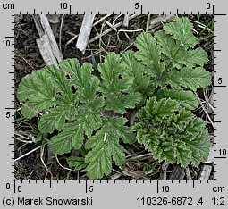 Heracleum sosnowskyi (barszcz Sosnowskiego)