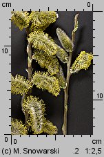 Salix cinerea (wierzba szara)