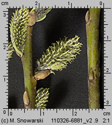 Salix viminalis (wierzba wiciowa)