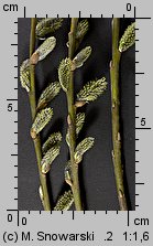 Salix viminalis (wierzba wiciowa)