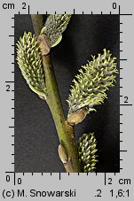 Salix viminalis (wierzba wiciowa)