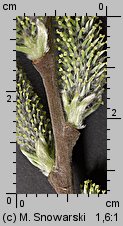 Salix cinerea (wierzba szara)