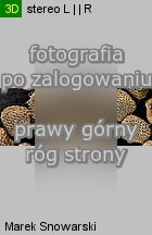 Hyoscyamus niger (lulek czarny)